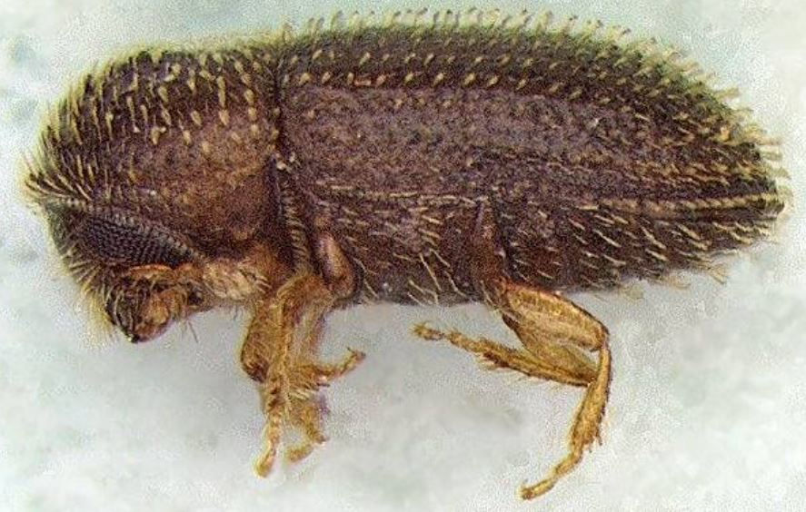 Coffee Pests, (notso) Fungi and Diseases