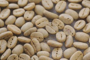 Coffee Pests, (not-so) Fungi and Diseases