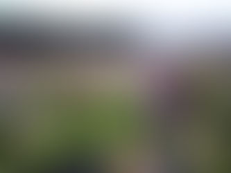 這種花以後在紐西蘭就要消失了,喜歡的人還是抓緊時間去看吧!