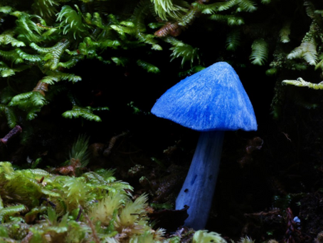 紐西蘭森林中的藍色精靈