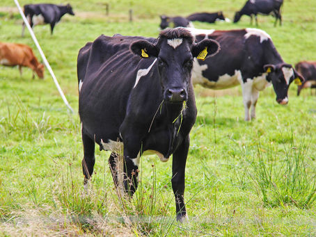 淡水改革可能使農業利潤每年減少83%