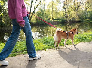 cute-shiba-inu-pet-with-family.jpg