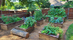 Garden Boxes