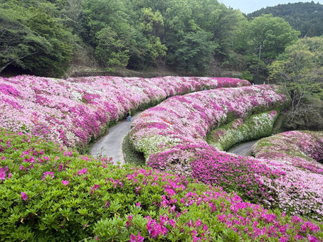 (066) ピンクの絶景!安定のツツジロール