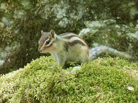 (067) 苔むす谷のアイドル “シマリス” と花めぐりの御池岳