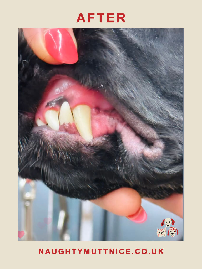 Teeth Cleaning - Professional Dental Hygiene for Pets with 100% Ultrasound!