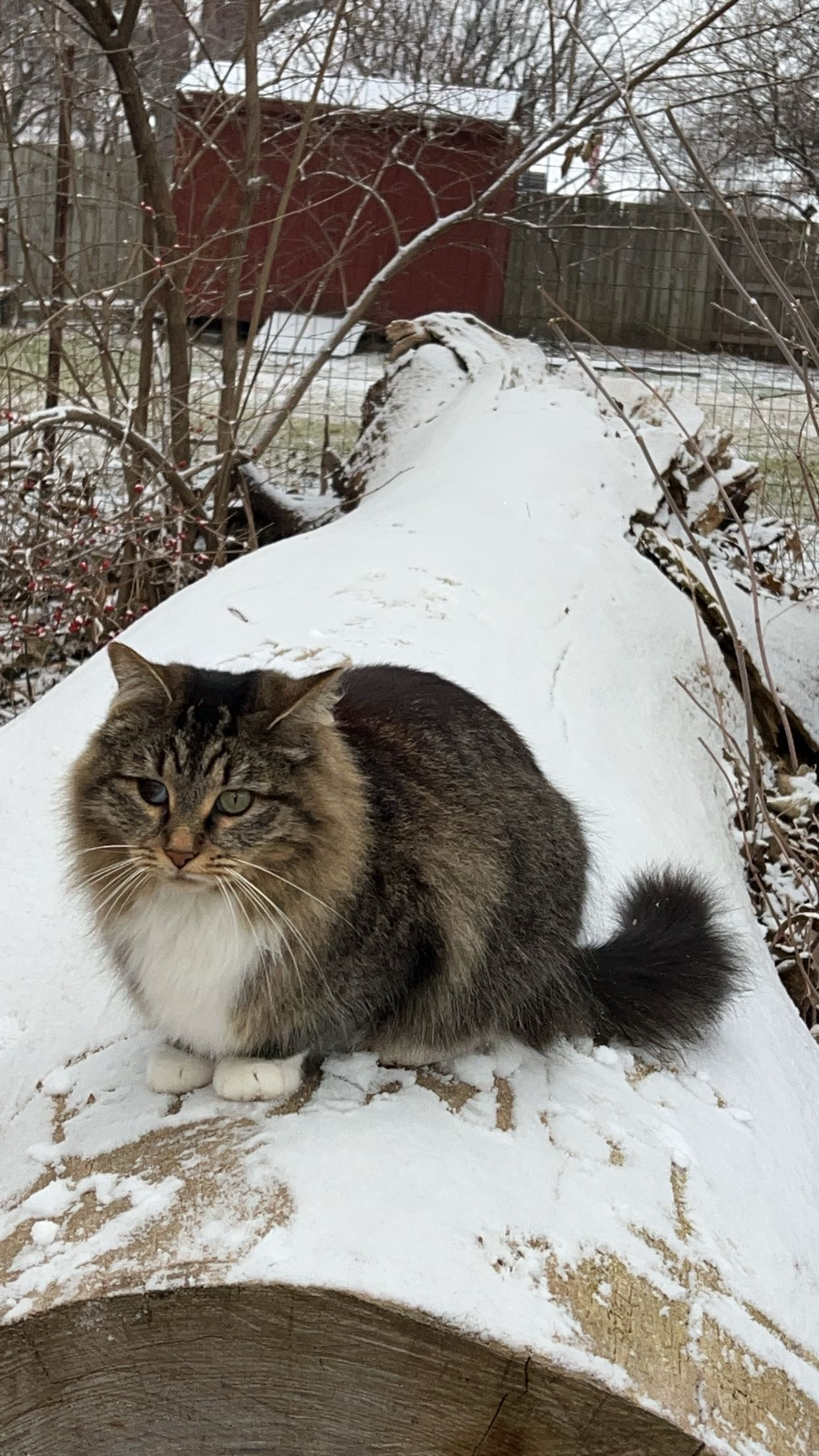 Lost, Cat, Des Moines , Pet ID35352