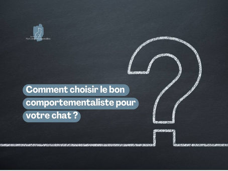 Comment choisir le bon comportementaliste pour votre chat ?