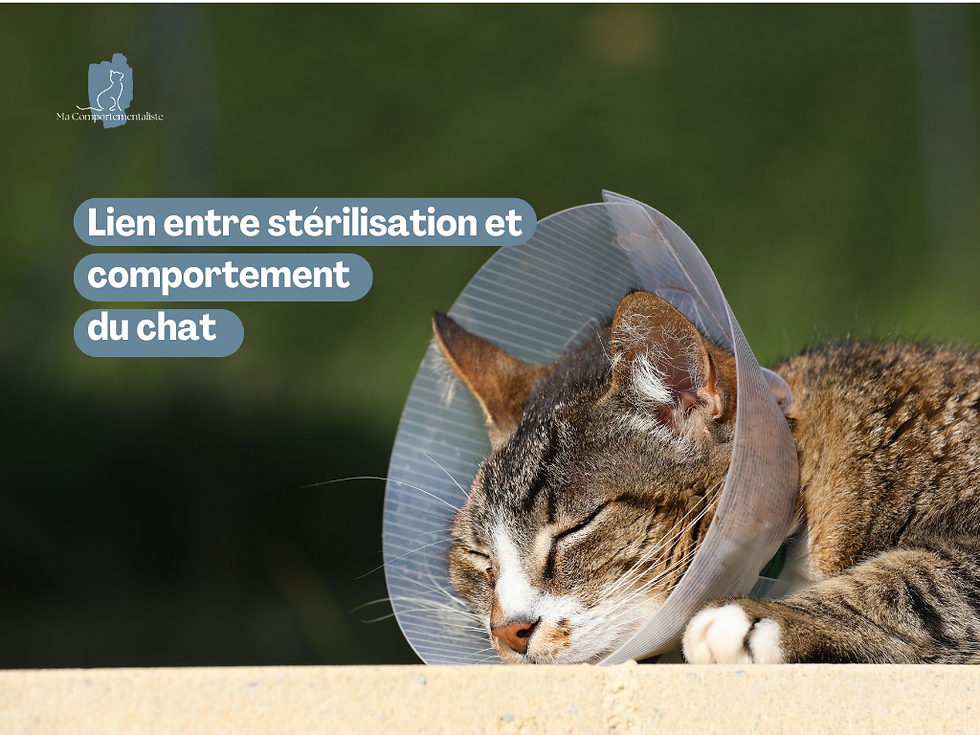 Stérilisation et comportement des chats : des impacts multiples