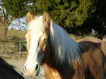 AXEL