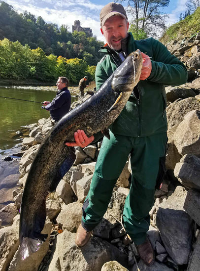 Angler mit Wels, gefangen auf den Gummifisch: Metalshad, in Deutschland.