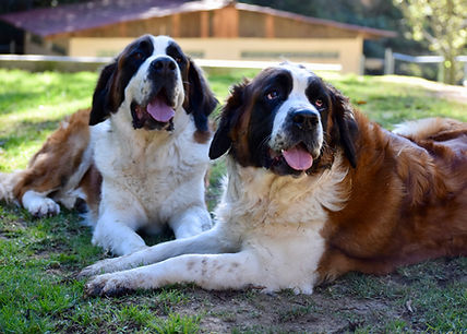 Perros Beethoven acostados
