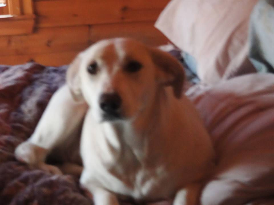 Jessie