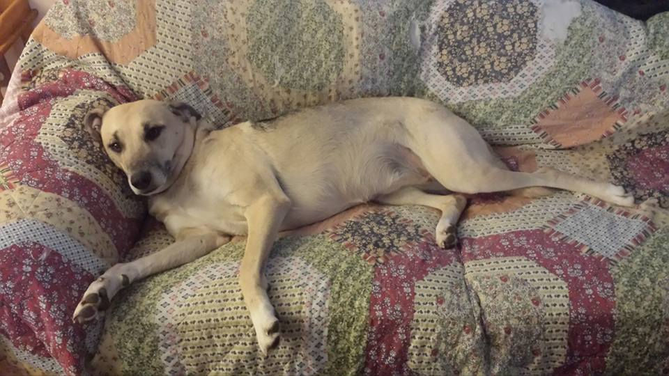 Gracie