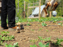 More chicken pictures