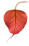 Banyan Massage - Massage therapist in Seattle