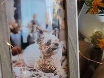 Honoring Pepper: Embracing the Beautiful Tradition of Dia de Los Muertos