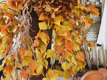 Let's Fall Back Into Fall