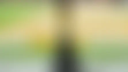 Tennessee Is In—What’s Next?