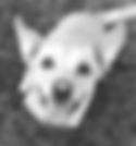 Staff~~element100.jpg