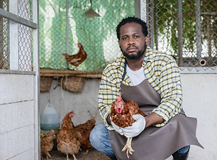 Chicken.png
