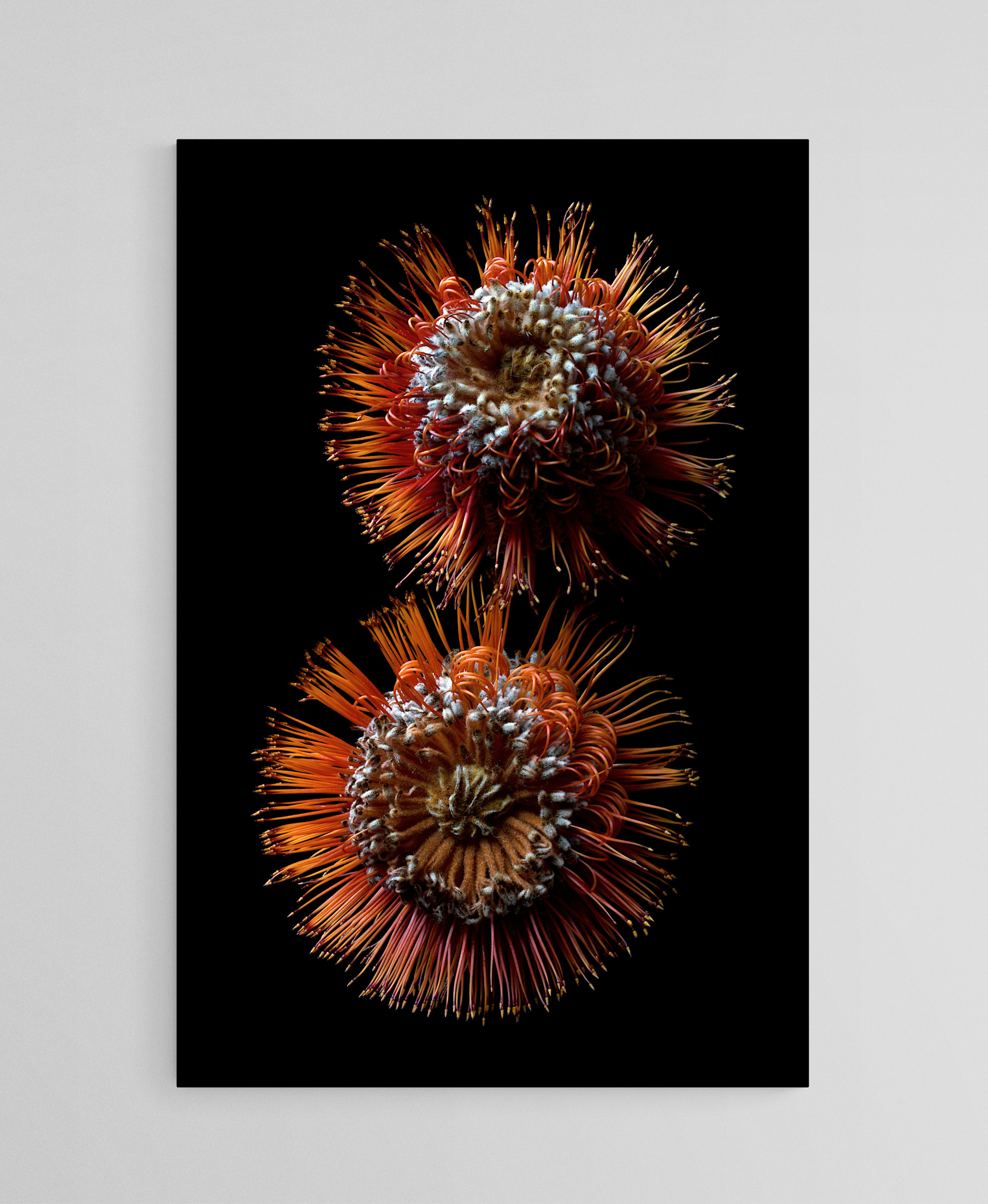 Scarlet Banksias print - Australian botanical wall art - red and black floral artwork - Photography by Nadia Culph