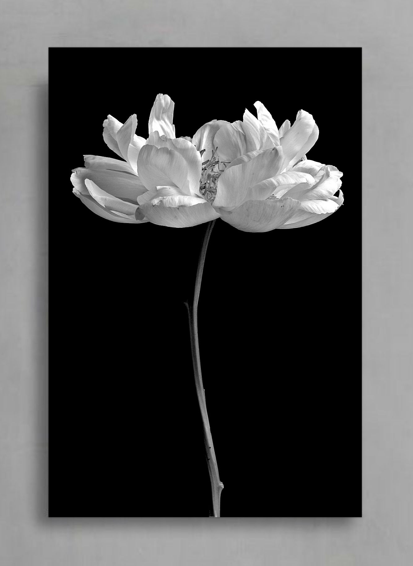 Black and White Peony ~ Large Floral Wall Art - Flower photography print by Nadia Culph