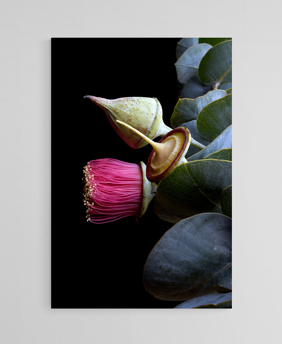 Eucalyptus Rhodantha print - Australian botanical wall art - Plant still life artwork - Photography by Nadia Culph