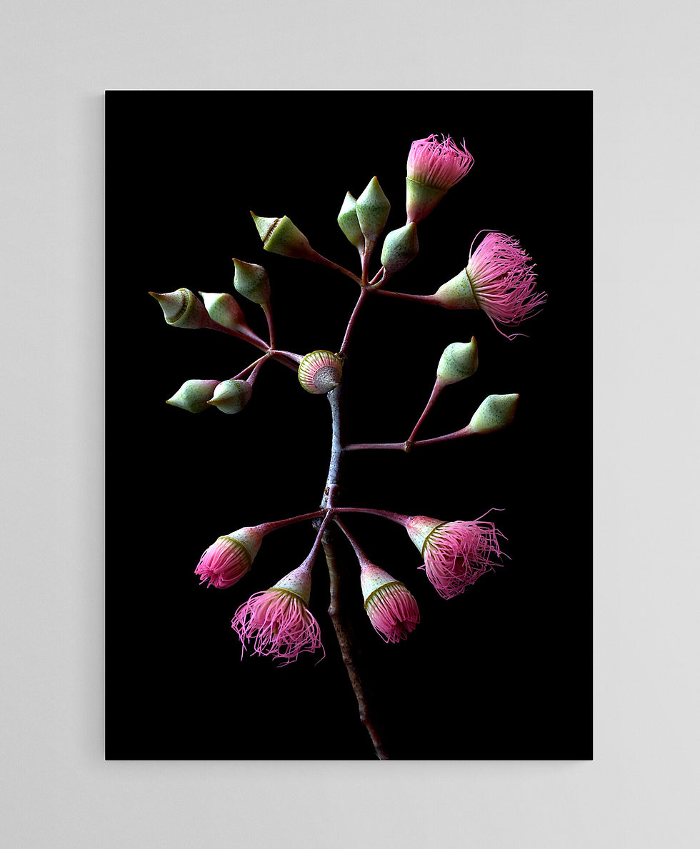 Pink Flowering Eucalytpus - Australian floral wall art - Macro photography print by Nadia Culph