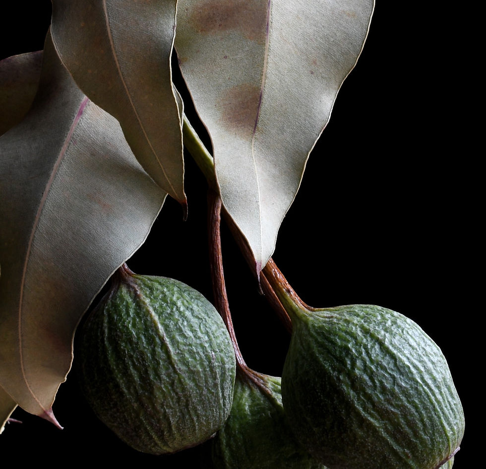 Thumbnail: Dried Gum Nuts Stem - Australian botanical still life artwork - Green and black nature wall art - photography by Nadia Culph