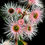 Thumbnail: Fairy Floss ~ Corymbia Ficifolia ~ Australian Floral Art ~ Photography Print by Nadia Culph therandomimage.com