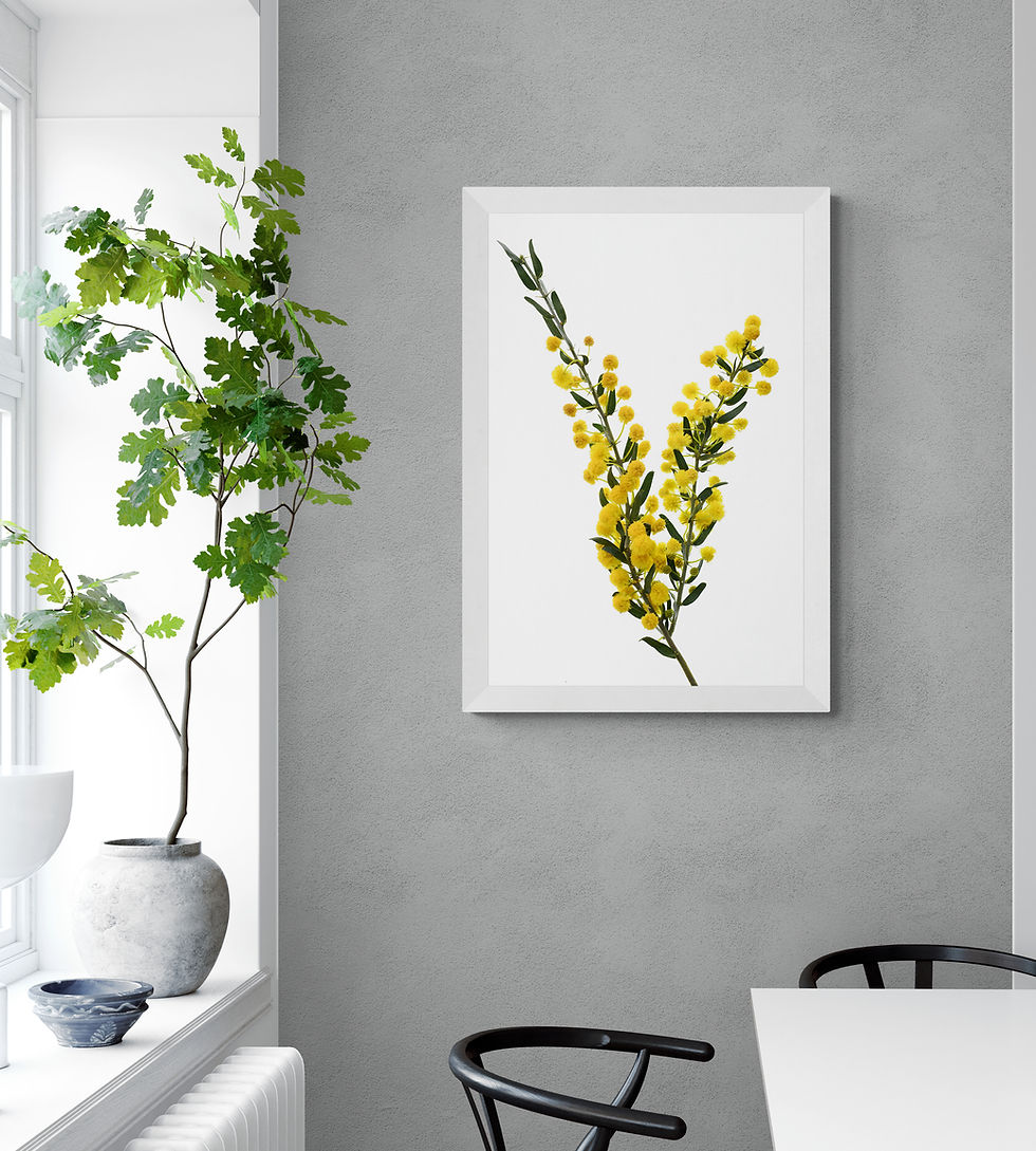 Thumbnail: Kangaroo Thorn - Australian Floral Wall Art - Yellow botanical photography print by Nadia Culph