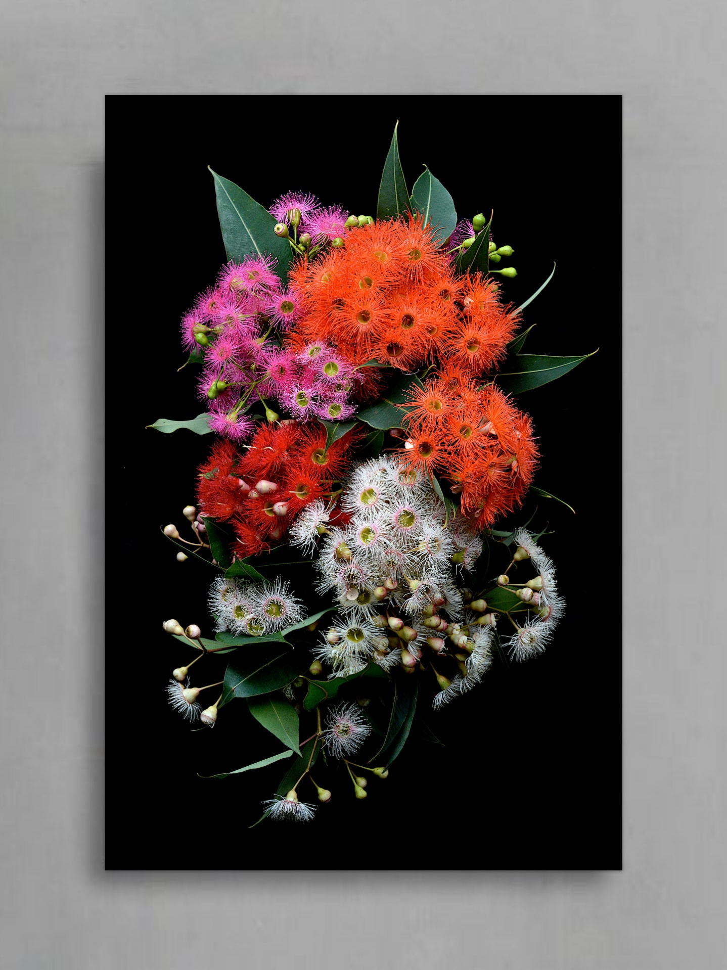 Colorum Naturae ~ Australian Floral Fine Art Print ~ Flowering Gums by Nadia Culph therandomimage.com