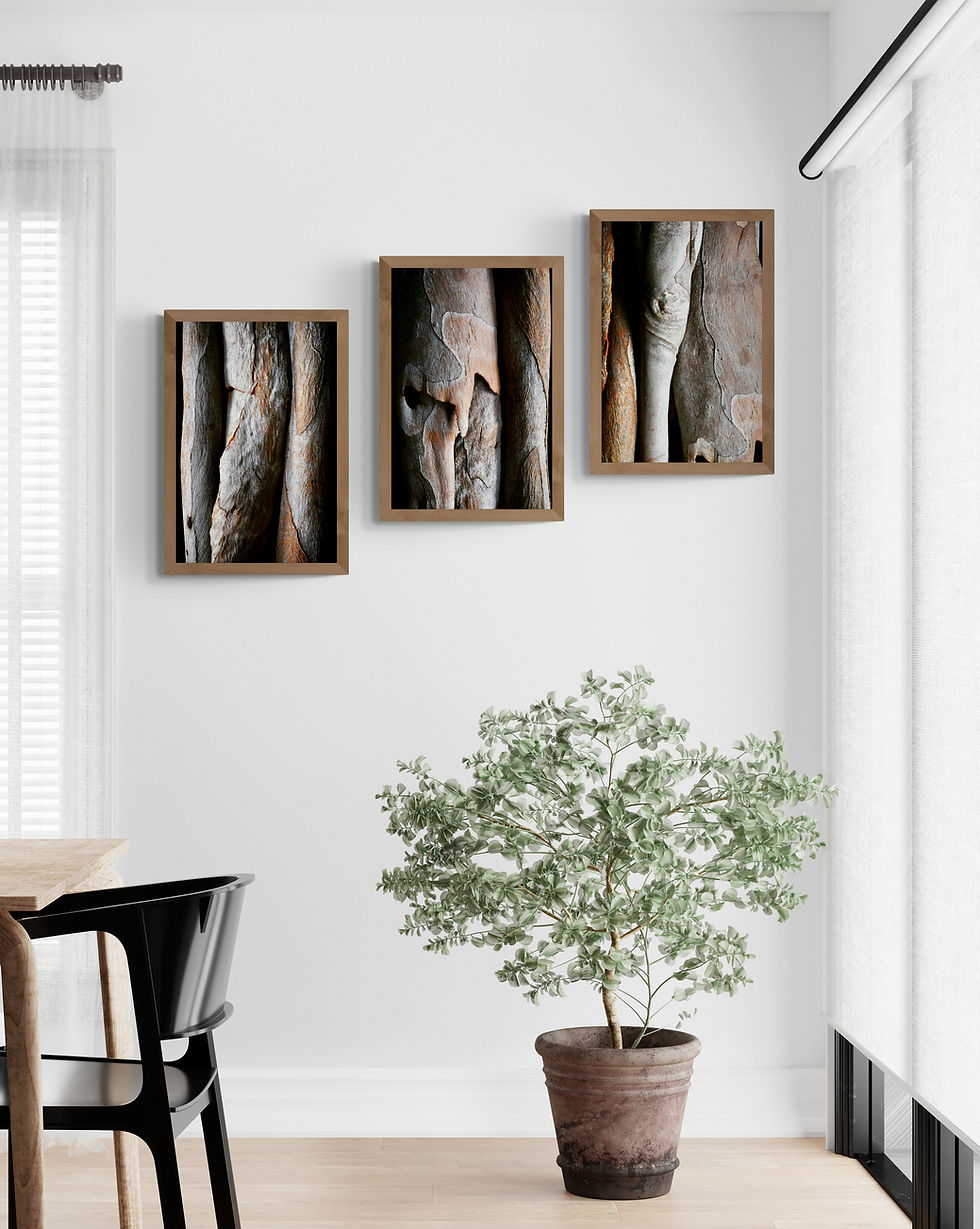 Tree bark set of 3 prints - Australian botanical abstract wall art - Photography by Nadia Culph