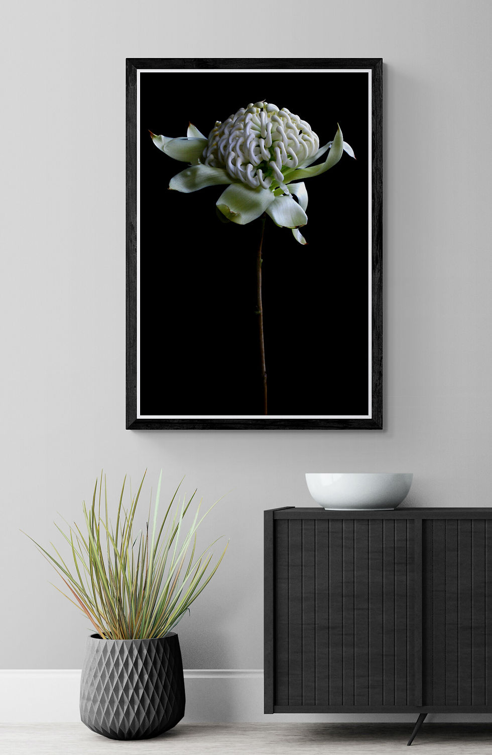 White Waratah - Still life flower - Australian nature wall art print - photography by Nadia Culph