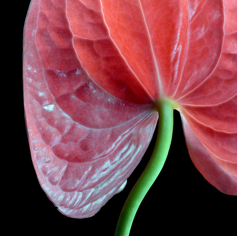 Thumbnail: Pink Flamingo Flower ~ Printable Botanical Wall Art ~ Digital Download by Nadia Culph