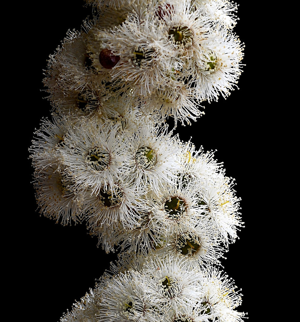 Thumbnail: Eucalyptus Gregsoniana Stem - Australian floral wall art - Botanical photography print by Nadia Culph