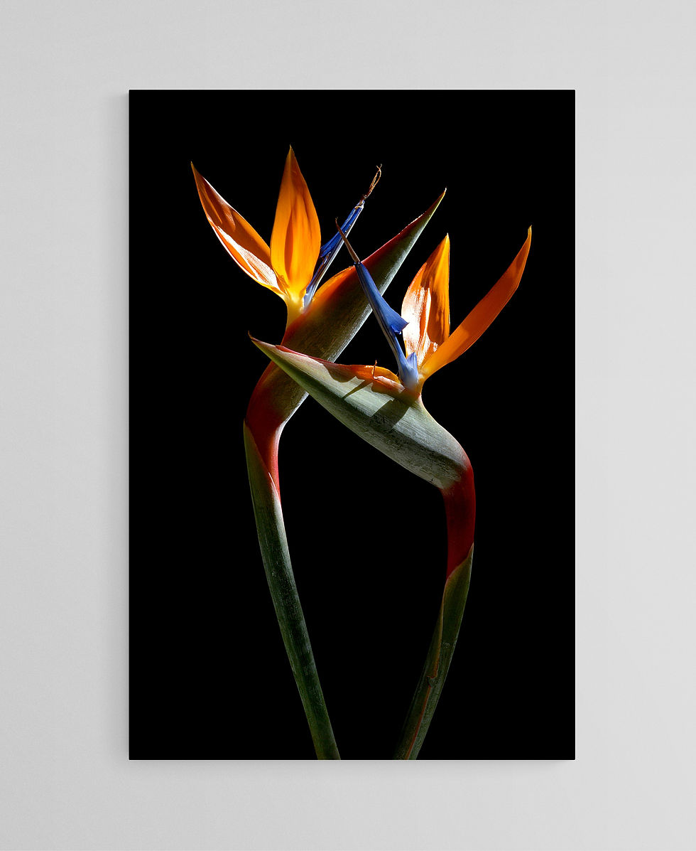Bird of Paradise print - Tropical flower artwork - Botanical wall art - Digital download by Nadia Culph