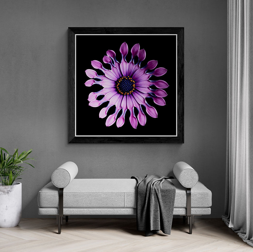 Spider Daisy - Purple flower still life - square floral wall art - photography print by Nadia Culph