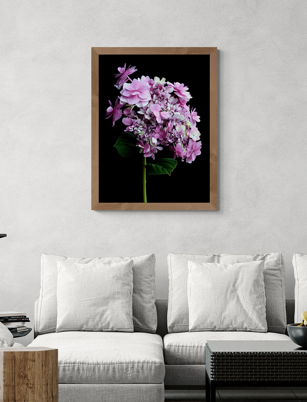 Thumbnail: Pink Hydrangea printable wall art - Downloadable floral print - Digital download by Nadia Culph