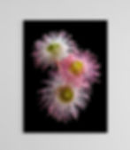 Summer Beauty Blossoms photography print - Australian botanical wall art (Digital Download)