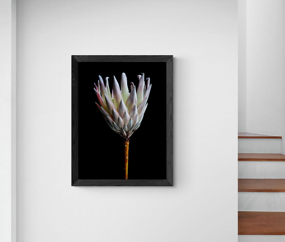 Protea flower print - floral wall art - botanical still life - photography by Nadia Culph