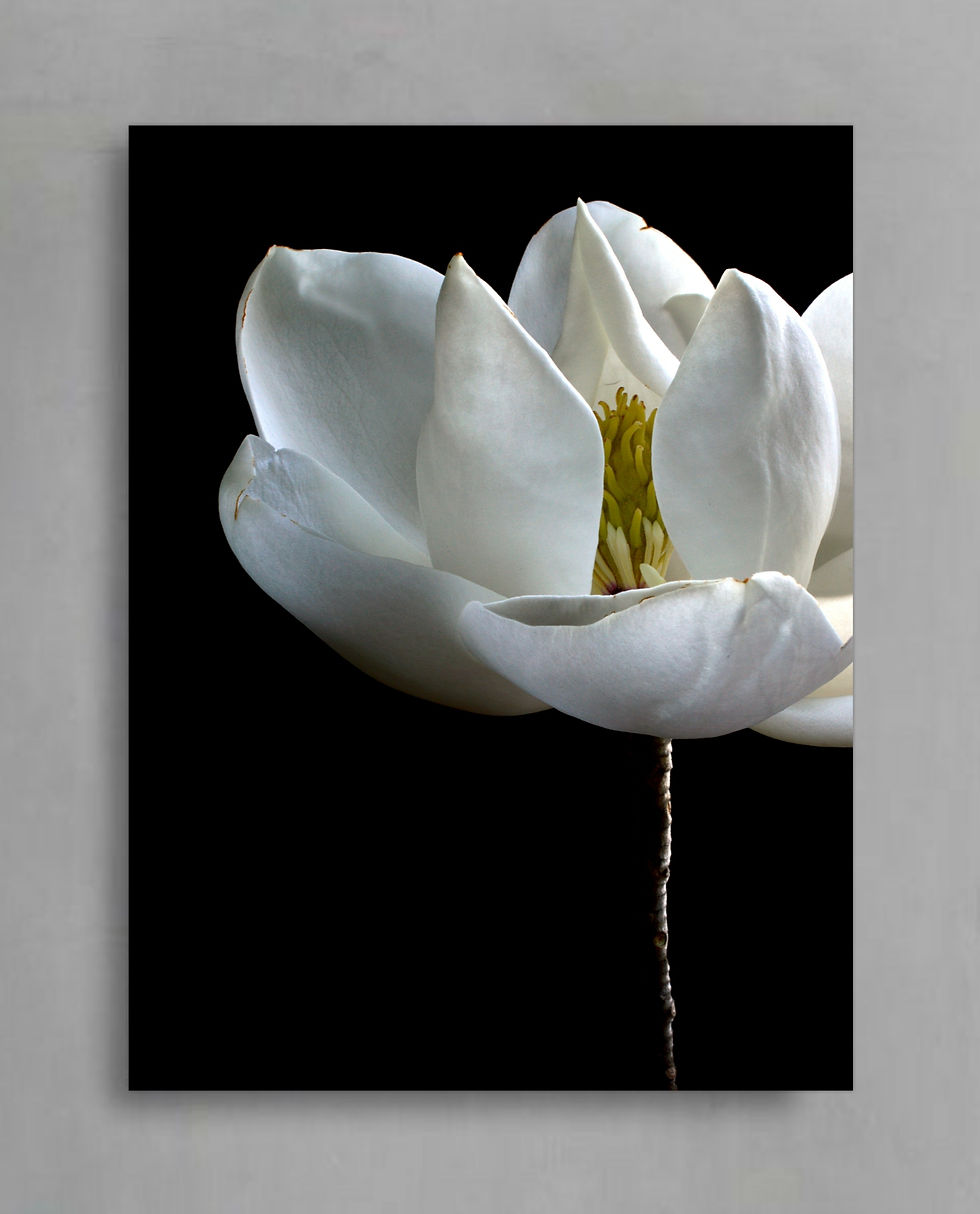 White Magnolia ~ Macro Photography Print - Floral wall art by Nadia Culph