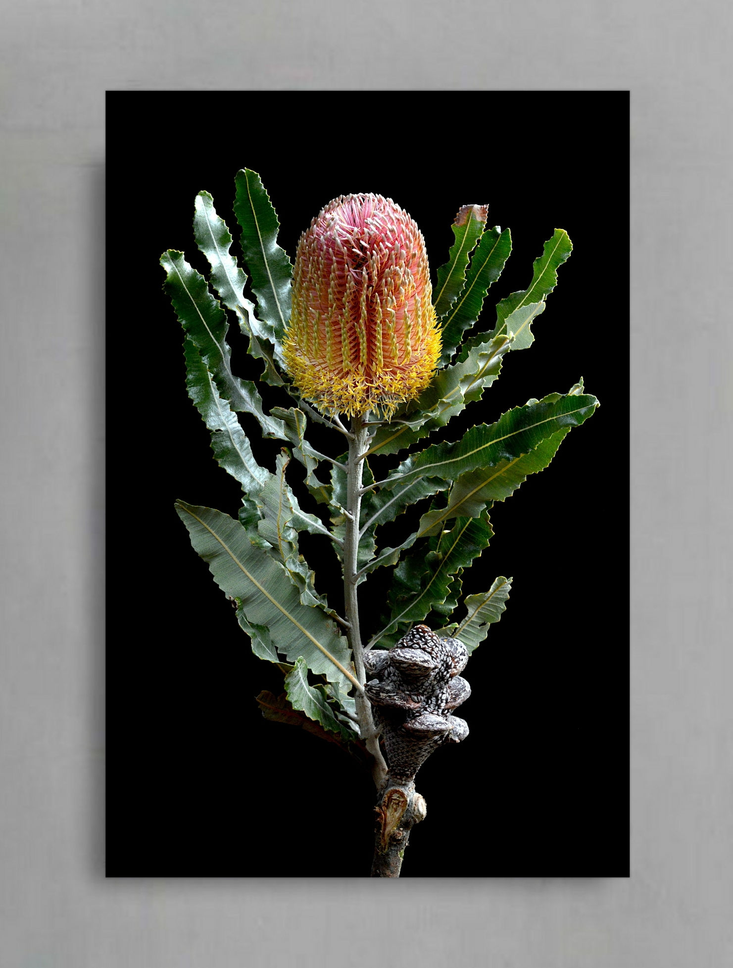Banksia Flower ~ Australian Nature Wall Art Print ~ Photography by Nadia Culph therandomimage.com
