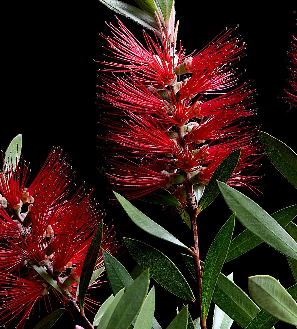 Thumbnail: Red Bottlebrushes - Australian Floral Artwork - Moody Botanical Wall Art - Photography by Nadia Culph
