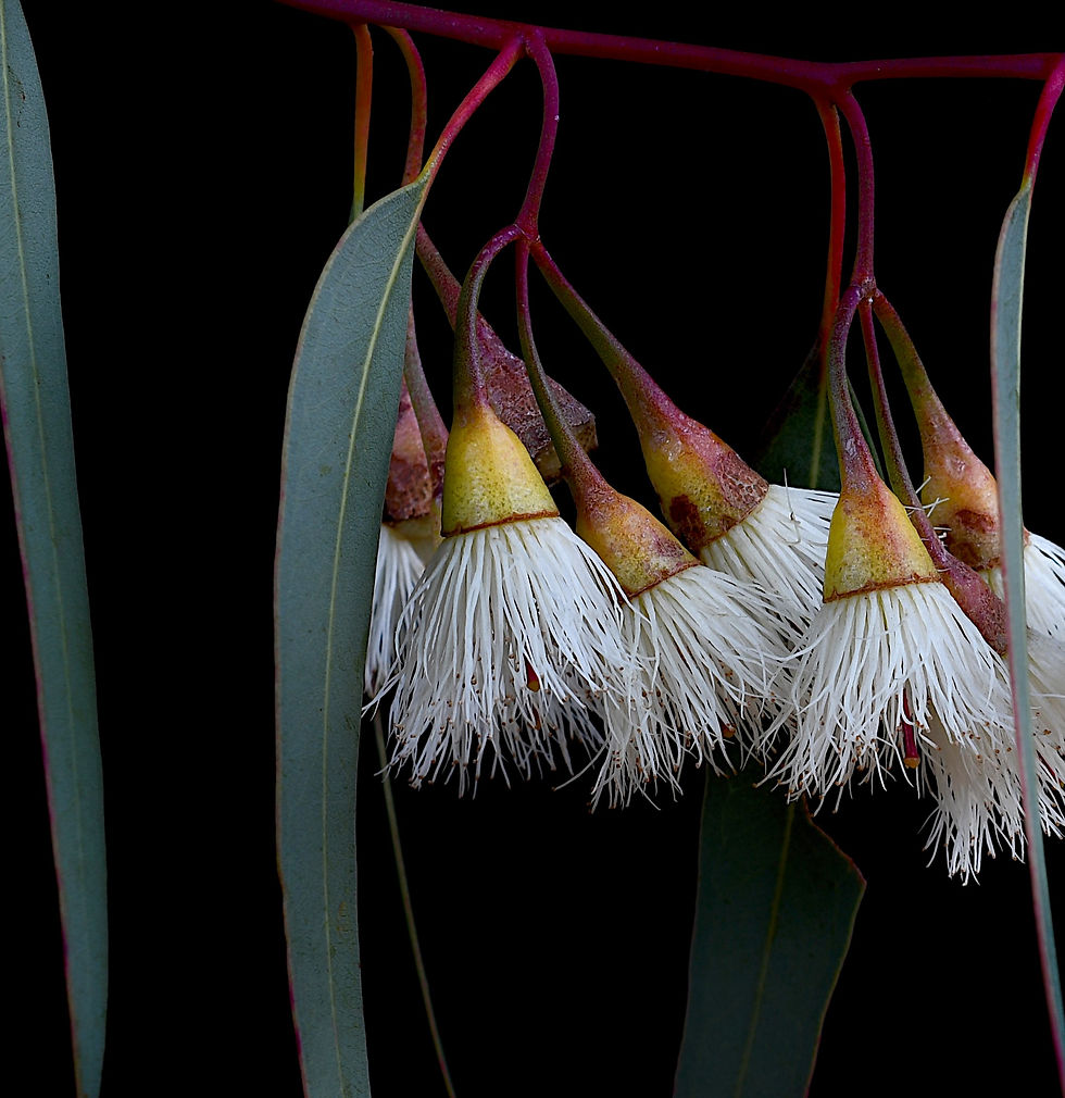 Thumbnail: Yellow Gum Eucalyptus Stem - Australian botanical wall art - Nature artwork - Photography print by Nadia Culph