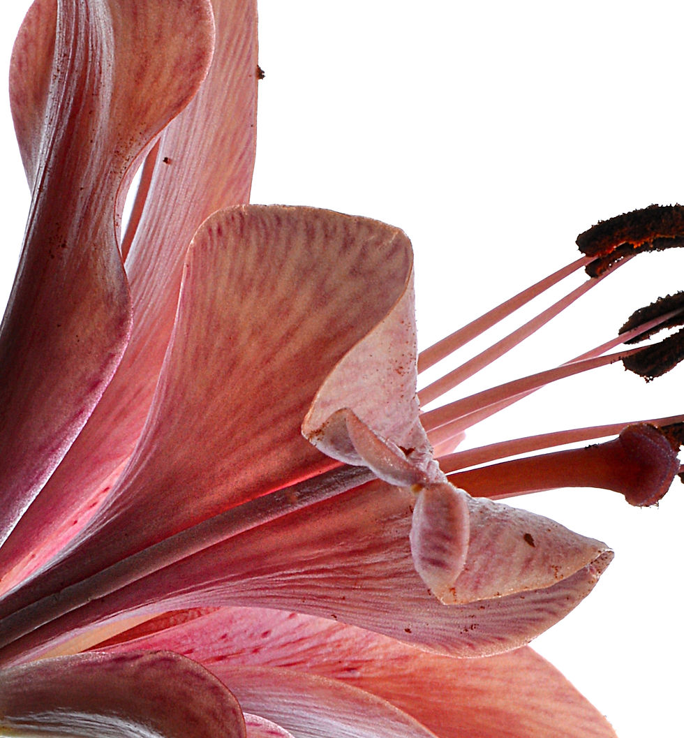 Thumbnail: Downloadable pink Tiger Lily print - Printable fine art flower photography ~ Digital download by Nadia Culph