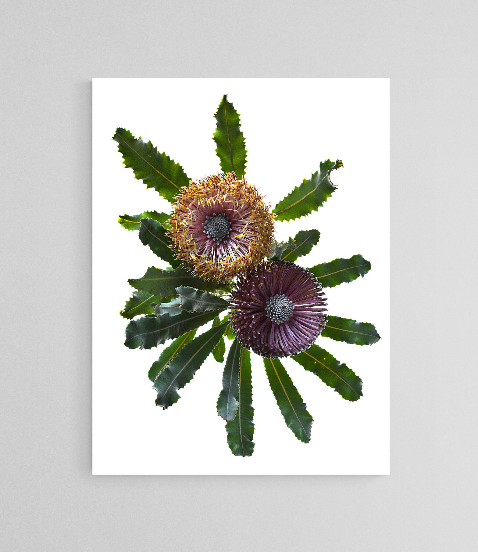 Downloadable Blooming Banksias wall art - Australian flower artwork - Digital download photography print by Nadia Culph