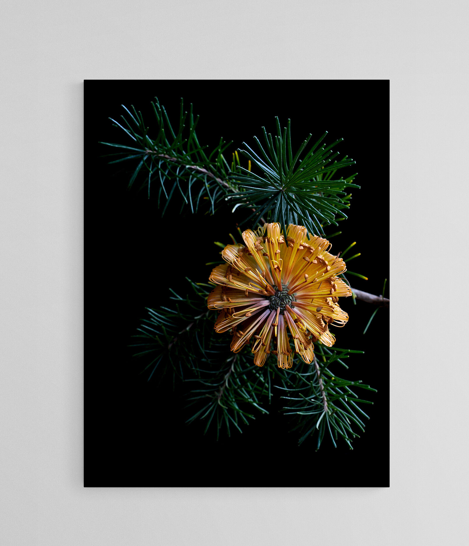 Banksia Spinulosa - Australian botanical wall art - Dark floral still life artwork - Photography print by Nadia Culph