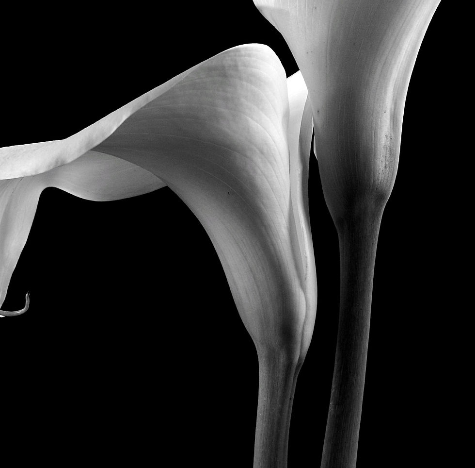 Thumbnail: Calla Lilies ~ Black and White Floral Wall Art ~ Fine Art Flower Photography by Nadia Culph therandomimage.com